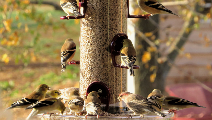Backyard Birding