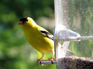 Male American Goldfinch