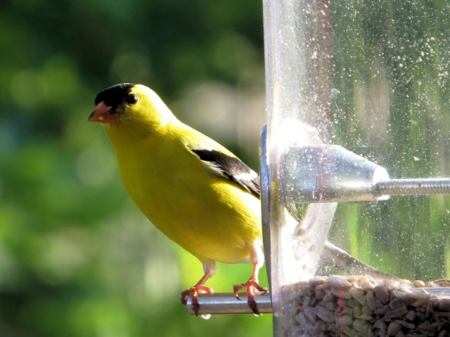 Male American Goldfinch