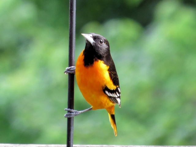 Adult Male Baltimore Oriole
