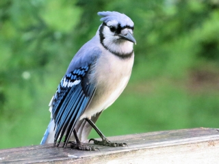Blue Jay