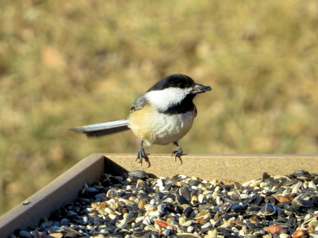 Black-capped Chickadee