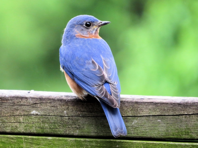 Male Eastern Bluebird