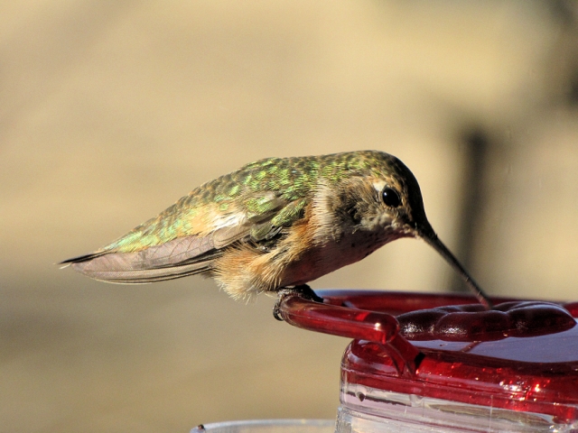 Female Rufous Hummingbird