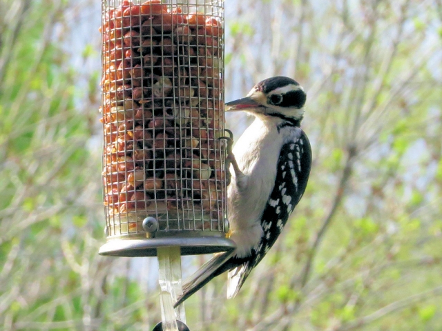 Hairy Woodpecker