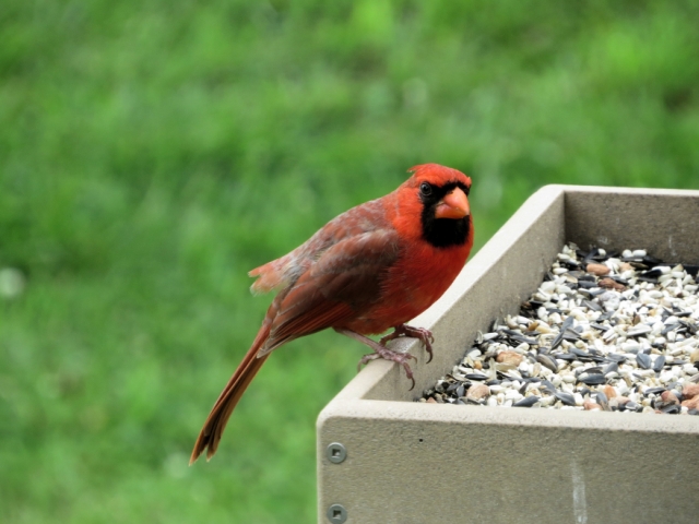 Male Northern Cardinal