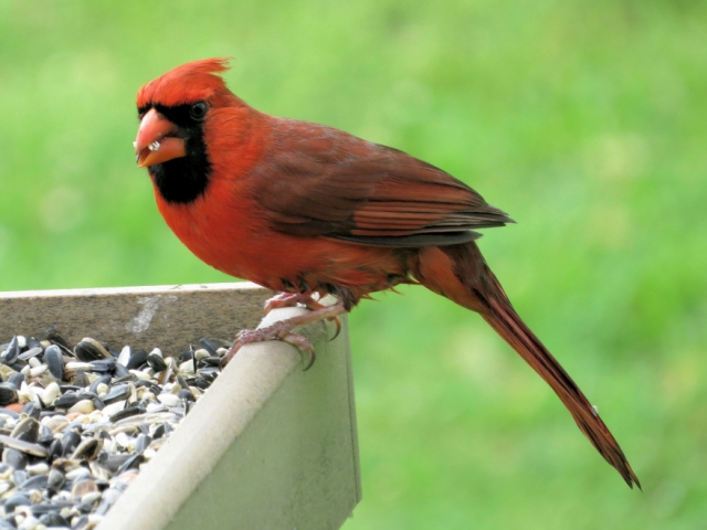 Male Northern Cardinal