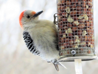 Female Red Bellied Woodpecker