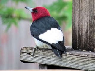 Red Headed Woodpecker