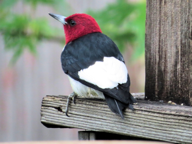 Red Headed Woodpecker