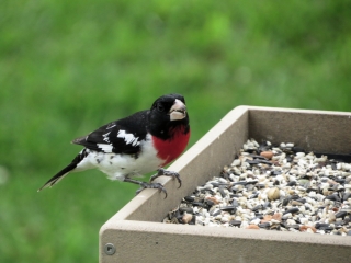 Male Rose Breasted Grosbeak