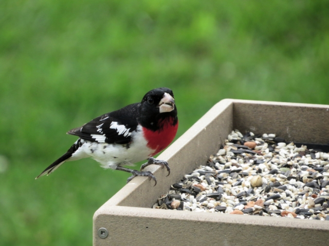 Male Rose Breasted Grosbeak
