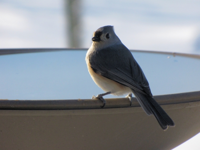 Tufted Titmouse