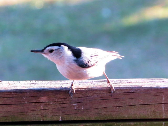 White Breasted Nuthatch