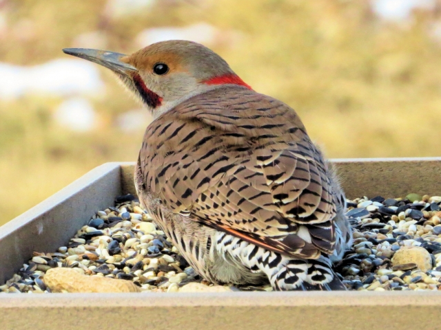 Morph of Yellow and Red Shafted Flicker