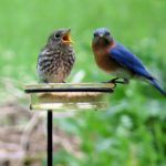 Mommy, Daddy and Baby Bluebirds Dining on Mealworms