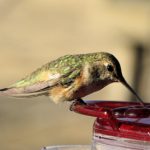 Hummingbirds Everywhere!