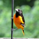 How to Attract Orioles to Your Yard