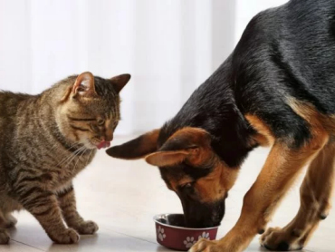 Pet Food