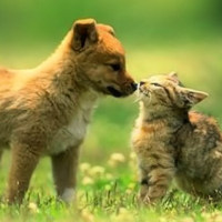 Pet Food Brands