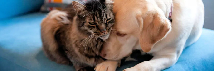 Quality Pet Food at Affordable Prices