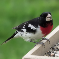 Backyard Birding Brands