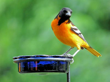 How to Attract Orioles to Your Yard