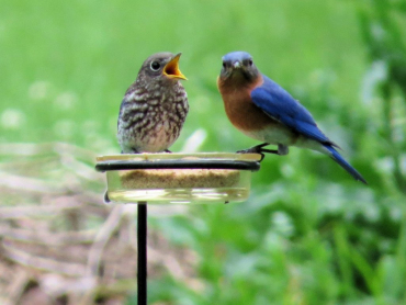 Mommy, Daddy and Baby Bluebirds Dining on Mealworms