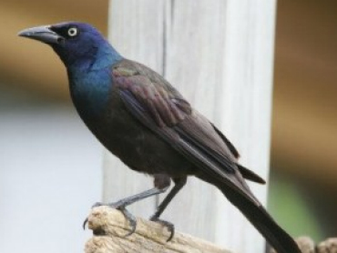 How can I discourage Grackles and Starlings at my feeder?
